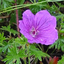 Bodziszek czerwony, krwisty (Geranium sanguineum) Tiny Monster sadzonka
