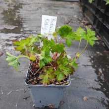 Bodziszek (Geranium) Kelly Anne p9