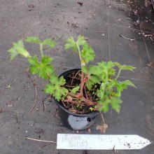 Bodziszek Wallicha (Geranium wallichanum) Havana Blues 'Noorthava p11