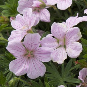 Bodziszek - Geranium Pink Pouffe 1