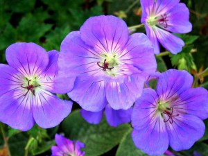 Bodziszek mieszańcowy (Geranium hybridum) Rozanne 1