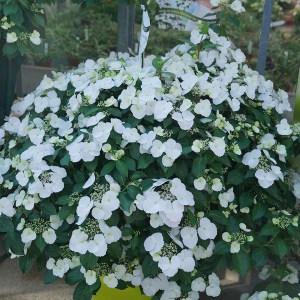 Hortensja ogrodowa (Hydrangea macrophylla) Runaway Bride zdjęcie 2