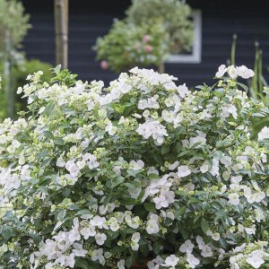 Hortensja ogrodowa (Hydrangea macrophylla) Runaway Bride zdjęcie 4