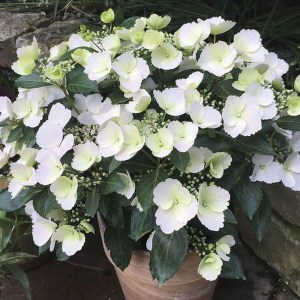 Hortensja ogrodowa (Hydrangea macrophylla) Runaway Bride zdjęcie 5