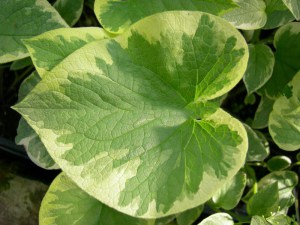 brunera__Hadspen_4c4f43839d3d3.jpg