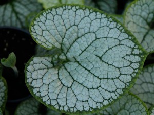 Brunera wielkolistna (Brunnera macrophylla) Sea Heart zdjęcie 1