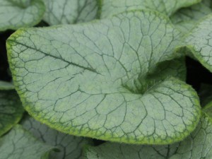 brunera wielkolistna (Brunnera macrophylla) Silver Heart 1