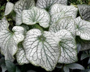 Brunera wielkolistna (Brunnera) Alexander's Great 3