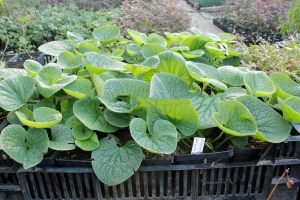 brunera wielkolistna (Brunnera macrophylla) Green Gold 1