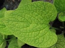 brunnera___Brunn_4e7edced4643f.jpg