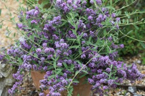 Budleja skrętolistna (Budleja alternifolia) Unique c3 zdjęcie 2