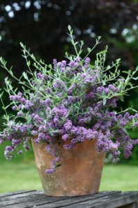 Budleja skrętolistna (Budleja alternifolia) Unique zdjęcie 2