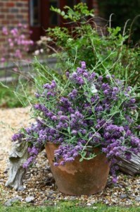 Budleja skrętolistna (Budleja alternifolia) Unique zdjęcie 3