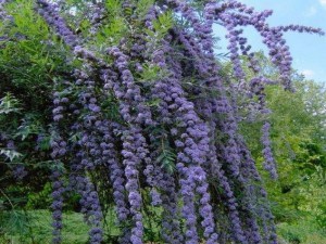 Budleja skrętolistna (Budleja alternifolia) Unique zdjęcie 5