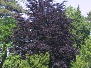 Buk pospolity (Fagus sylvatica) Swat Magret c4 zdjęcie 1