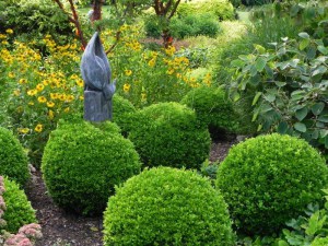 bukszpan___Buxus_55b6a80701463.jpg