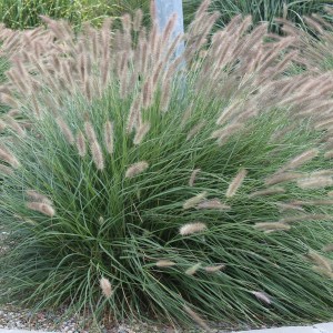 Trawa rozplenica japońska piórkówka (Pennisetum) Lady U zdjęcie 1