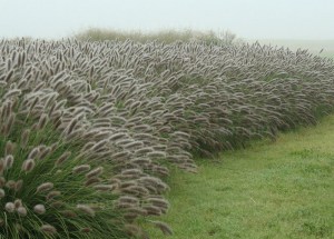 Trawa rozplenica japońska piórkówka (Pennisetum) Lady U zdjęcie 2