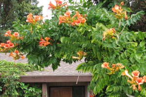Milin pośredni (Campsis tagliabuana) Indian Summer - roślina pnąca zdjęcie 3