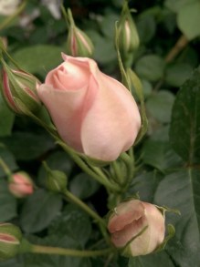 Róża rabatowa Carcassonne jasnoróżowa c4 zdjęcie 4