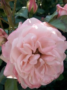 Róża rabatowa Carcassonne jasnoróżowa c4 zdjęcie 6