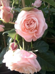 Róża rabatowa Carcassonne jasnoróżowa c4 zdjęcie 7
