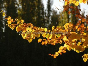 Grujecznik japoński (Cercidyphyllum japonicum) drzewo zdjęcie 5