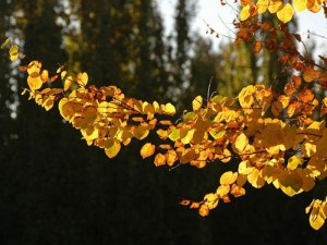 Grujecznik japoński (Cercidiphyllum japonicum) zdjęcie 5