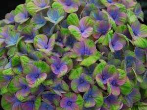 Hortensja ogrodowa (Hydrangea macrophylla) Coral sadzonka 7