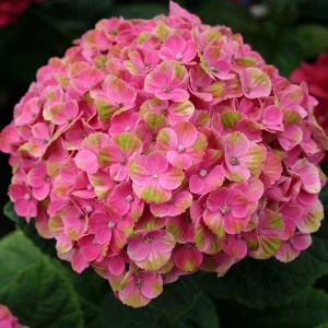 Hortensja ogrodowa (Hydrangea macrophylla) Coral sadzonka 1