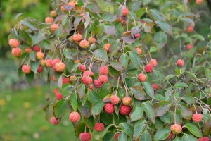 Dereń kousa odm. chińska (Cornus kousa var. chinensis) China Girl zdjęcie 5