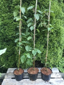 Dawidia chińska (Davidia involucrata) c3 zdjęcie sadzonki
