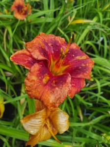 Liliowiec (Hemerocallis) Andy Dandy c2