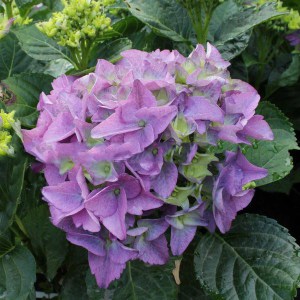 Hortensja Early Blue, Hortensja niebieska c3 zdjęcie 9