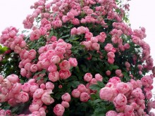 Róża pnąca Raubritter jasnoróżowa c2 zdjęcie 3