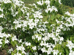 Dereń kousa odm. chińska (Cornus kousa var. chinensis) China Girl zdjęcie 2