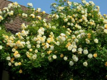 Róża pnąca Ghislaine de Feligonde żółta c2 zdjęcie 2