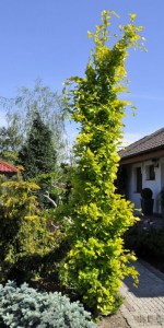 Buk żółtolistny kolumnowy (Fagus sylvatica) Dawyck Gold c4 zdjęcie 5