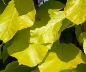 Buk żółtolistny kolumnowy (Fagus sylvatica) Dawyck Gold c4 zdjęcie 3