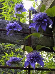 Powojnik (Clematis) Multi Blue c2 zdjęcie 4
