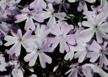 Floks szydlasty (Phlox subulata) Emerald Cushion Blue c1 zdjęcie 1