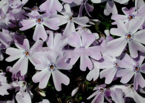 Floks szydlasty (Phlox subulata) Emerald Cushion Blue c1 zdjęcie 1