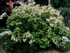 fothergilla_gard_532757b79a65e.jpg