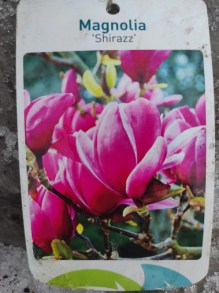 Magnolia Shirazz zdjęcie 2