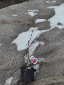Magnolia Shirazz zdjęcie sadzonki