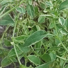 Fuksja magellańska (fuchsia magellanica) Sharpitor 40 cm c2