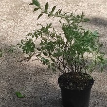 Fuksja magellańska (fuchsia magellanica) Sharpitor 40 cm c2