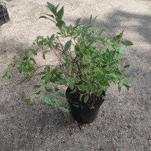 Fuksja magellańska (fuchsia magellanica) Sharpitor 40 cm c2