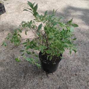 'Fuksja magellańska (fuchsia magellanica) Sharpitor 40 cm c2' Fuksja magellańska (fuchsia magellanica) Sharpitor 40 cm c2