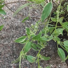 Fuksja magellańska (fuchsia magellanica) Sharpitor 40 cm c2